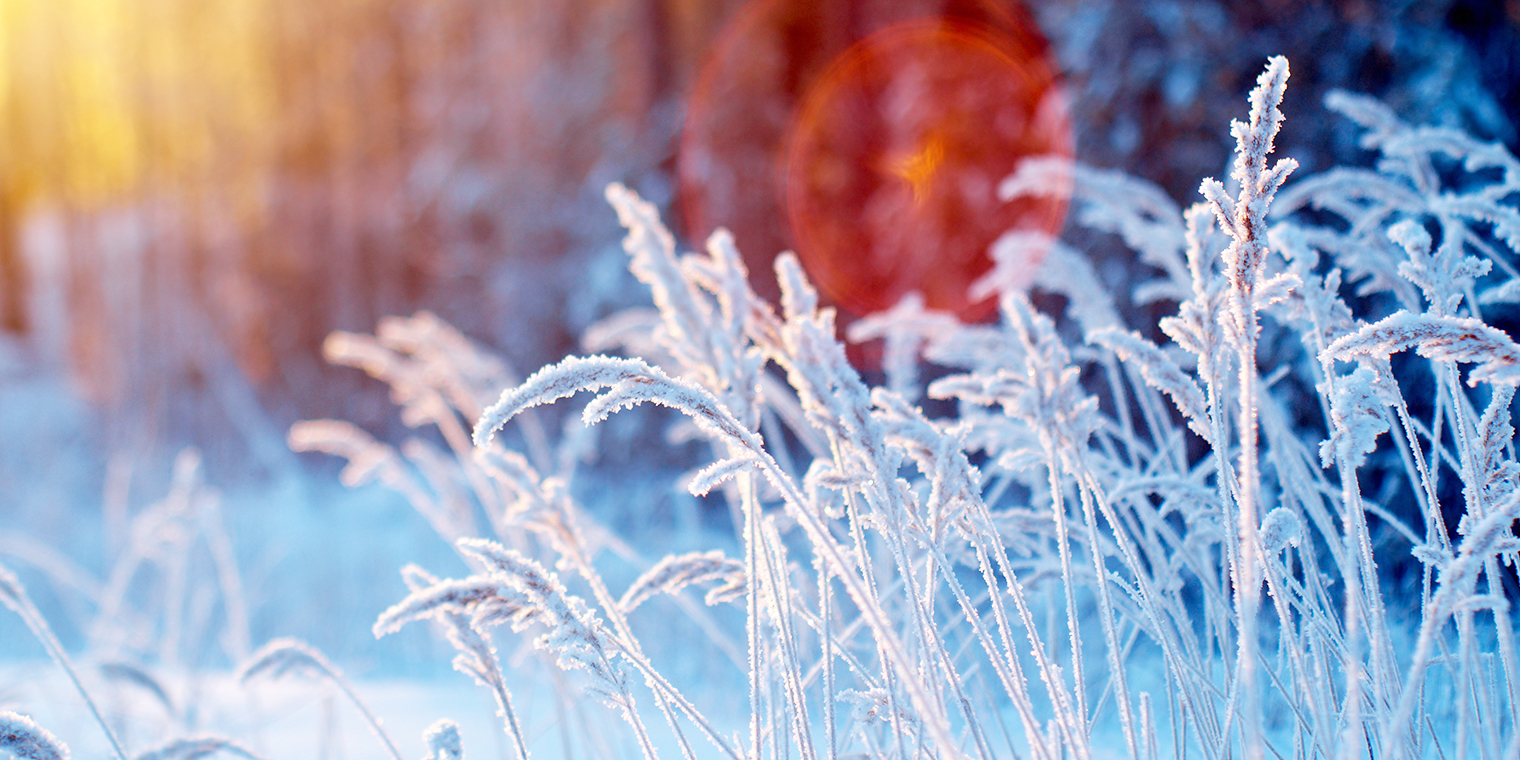 雪の積もったススキ